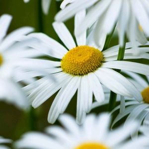 Meet your Posher, Sheri